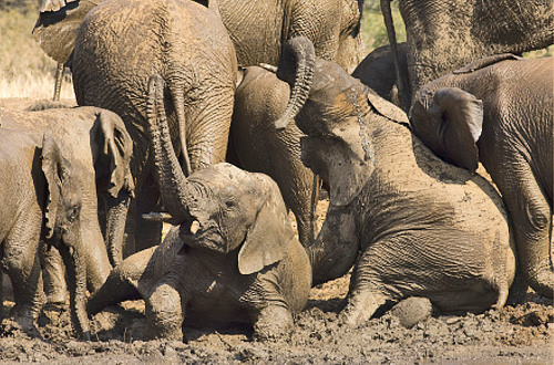 Elephant Herd Game Drives Black Rhino Game Lodge Pilanesberg Game Park