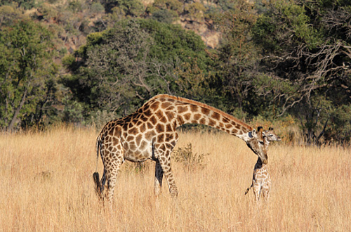 Pilanesberg Giraffe Calf Game Drives Black Rhino Game Lodge Pilanesberg Game Park