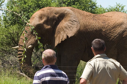 Elephant Sighting Main Lodge Black Rhino Game Lodge Pilanesberg Game Park Black Rhino Private Game Reserve