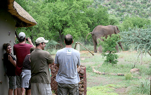 Elephant Sighting Pilanesberg Private Lodge Pilanesberg Game Reserve Accommodation Bookings